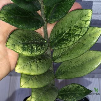 Замиокулькас Akebono