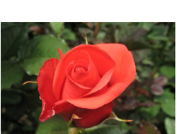 Маниту (Manitou), Ч/Г.