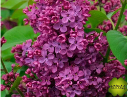 СИРЕНЬ "ПАМАТИ ЛЮДВИГА ШПЕТА" (темно-пурпурная, не выгорает)