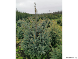 Ель Глаука - Glauca