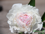 Paeonia Mme de Verneville