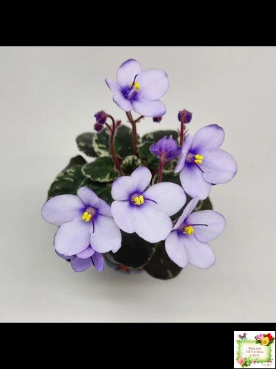 Smitten Kitten (LLG/S.Sorano) 03/22/2008 (9956)