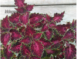 Колеус Watermelon