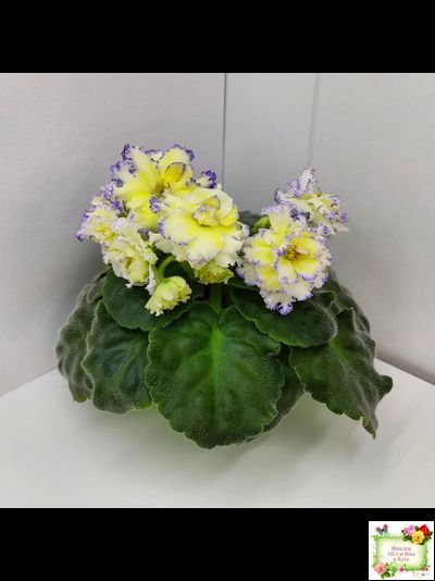 ЛЕ-Золото Нибелунгов (Е. Лебецкая) 2017 г.