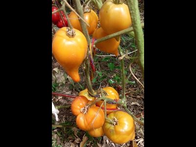 Томат Оранжевый слон минусинский