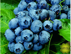 ГОЛУБИКА "НОРД КАНТРИ" (НортКантри) (низкорослый, неприхотливый)