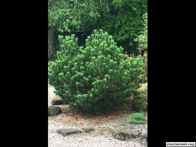 Сосна горная мугус фото красовский-сад.рф