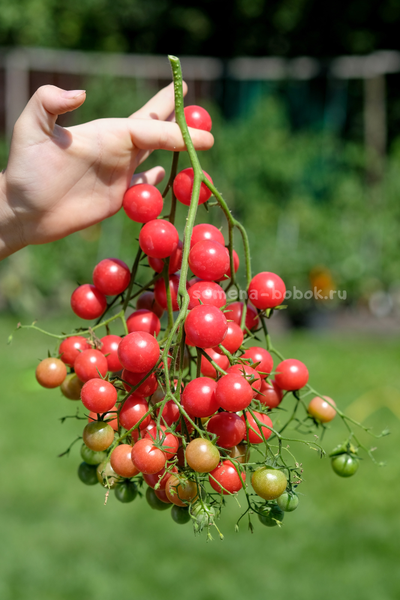 Томат Rose Quartz Multiflora (Розовый Кварц Мультифлора), 10 шт