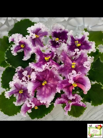 МТ-Сладкая Фантазия (М. Тотиева) 2022 г. (лист с детками укоренённый)