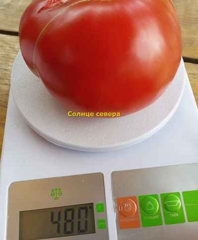 Томат Солнце севера