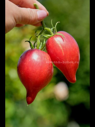 Томат Огненная Комета Софии, 10 шт