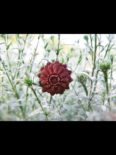 Кольцо-цветок "Рассветный Зачаровник"