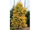 Пихта одноцветная Винтерголд (Abies concolor Wintergold), 0,5 л