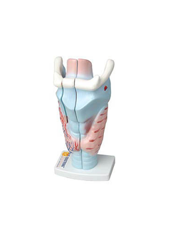Модель гортани в разрезе