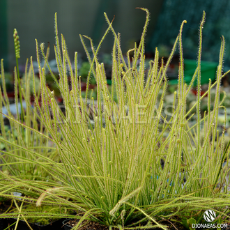 Drosera Filiformis