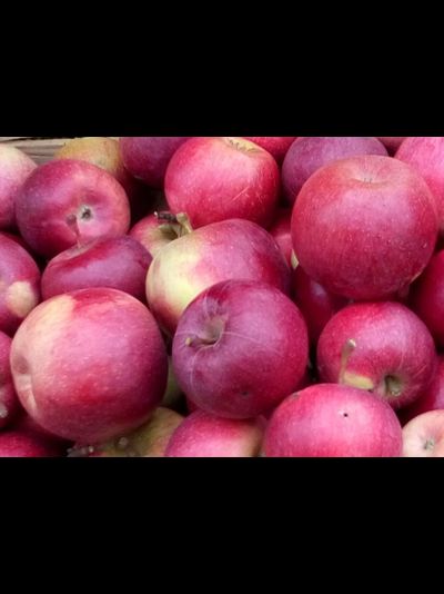 Россошанское полосатое (яблоня)