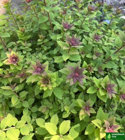 Спирея японская "Sparking Champagne" (Спарклин Шампань)