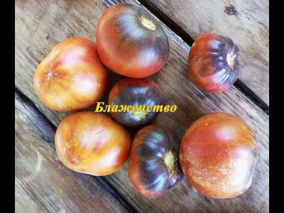 Томат Блаженство