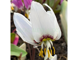 Erythronium sibiricum «Князь Серебряный»