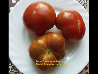 Томат Гном Смех Кукабарры (Dwarf Kookaburra Cackle)