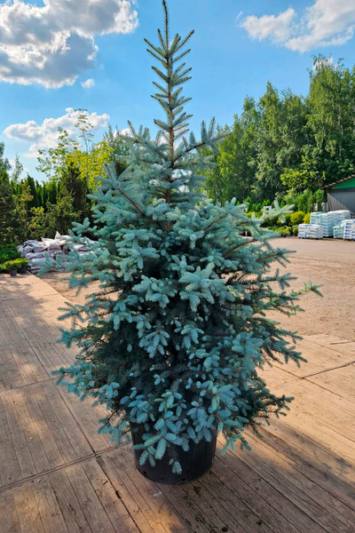 Ель колючая Edith