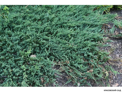 Можжевельник горизонтальный Джейд Ривер
