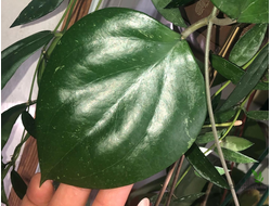 Hoya  Balaensis "Hara Bara"