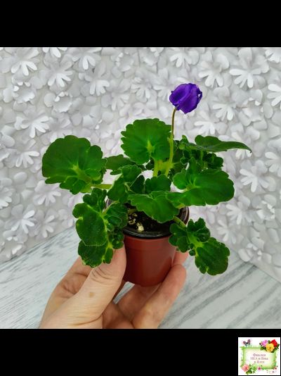 LV-Дудочка и Кувшинчик (Л. Шевелева) 2025 г. трейлер (детка сорт)