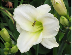 Лилейник White temptation, C2