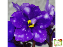 Rivermist Heavenly (J. Baker) (10985) NEW 05/21/2018