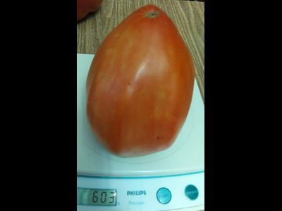 Томат Остроконечное сердце Марека (Marek's Pointy Heart) США