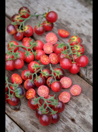 Томат Маленький Красный Корвет (Little Red Corvete), 10 шт