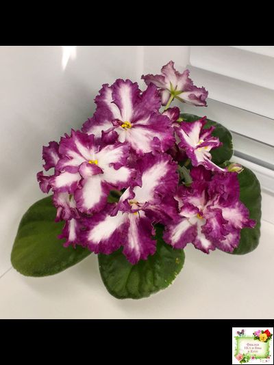 ВаТ-Волшебная Сказка (Т.Валькова) 2019 г.