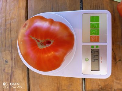 Томат Burgess Improved Colossal Red