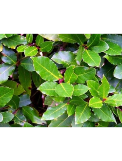 Bay leaf EO (Бэй 100% эфирное масло), 2.5 мл