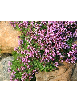 Чабрец (Тимьян)