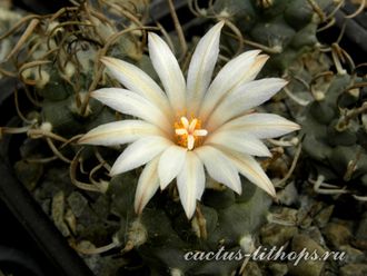 Turbinicarpus jauernigii - 5 семян