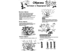 Обрезка роз