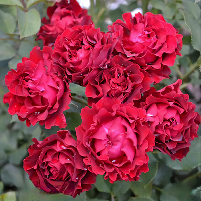 Омаж а Барбара (Hommage a Barbara)