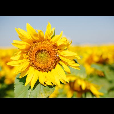 D0497 Подсолнух