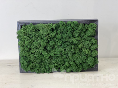 ЖИВАЯ ЭКО-КАРТИНА 1055