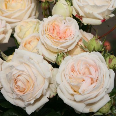 Мадам Анизет( Madame Anisette)