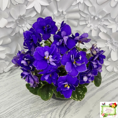 Star Wars (Baker) (пестролистный гёрл)