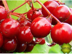 КАЛИНА СЛАДКОПЛОДНАЯ "БЕЛОРУССКАЯ" РАЗМЕРОМ С ВИШНЮ (саженец 70 см)