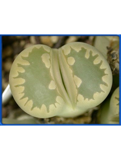 Lithops otzeniana C 280