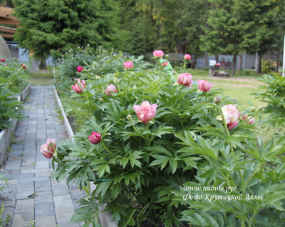 Пион Julia Rose (Джулия Роуз)