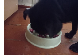 Ксения: У меня двое питомцев, и оба обожают натуральные корма! Мопс по имени Кузьмич. Обожает есть рацион "Витаминный". Наша ангора Каролина...у нее проблемы с желудком, поэтому корм мы подбирали очень аккуратно. И ей подошел "Гастро+". 