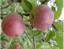 Сябрына (яблоня)