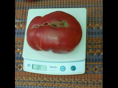 Томат Розовый из Барбастро (Rosa de Barbastro)