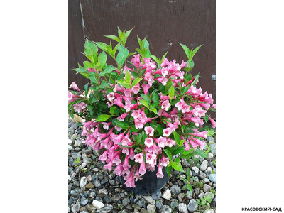 Вейгела цветущая Пинк Принцесс
